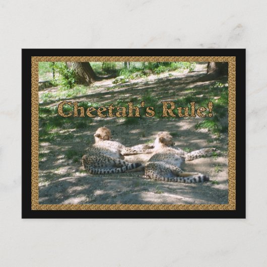 怠惰なチーターズ ポストカード (正面)