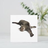 怠惰な猫ストレッチ 案内状 (スタンド正面)