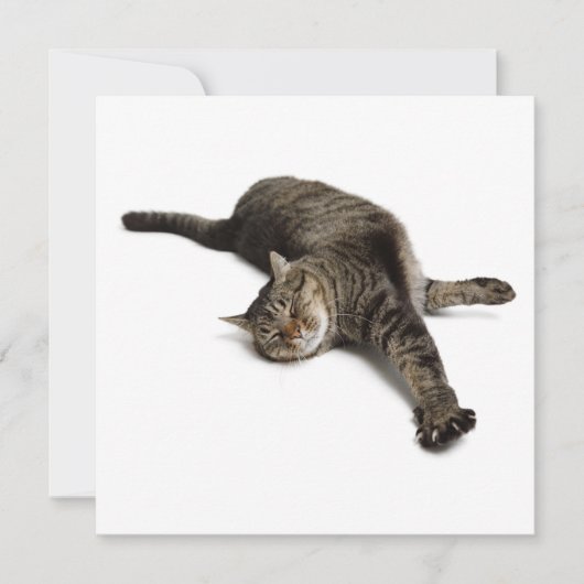 怠惰な猫ストレッチ 案内状 (正面)