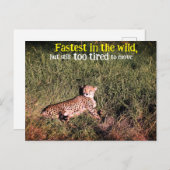 怠惰な生意気な写真 ポストカード (正面/裏面)