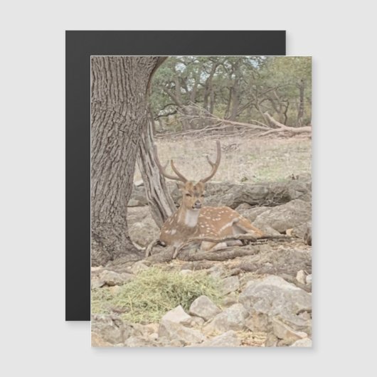 怠惰な鹿マグネット (正面/裏面)