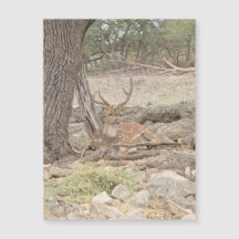 怠惰な鹿マグネット