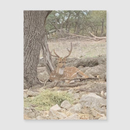 怠惰な鹿マグネット