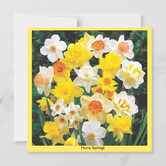 急ぎ春水仙の冷凍機磁石 マグネット招待状 (正面)