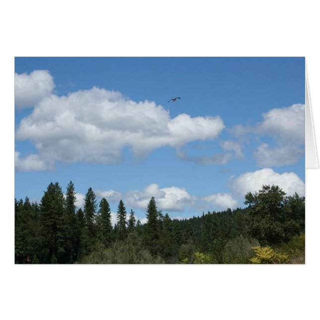 急上昇したミサゴ (正面横)