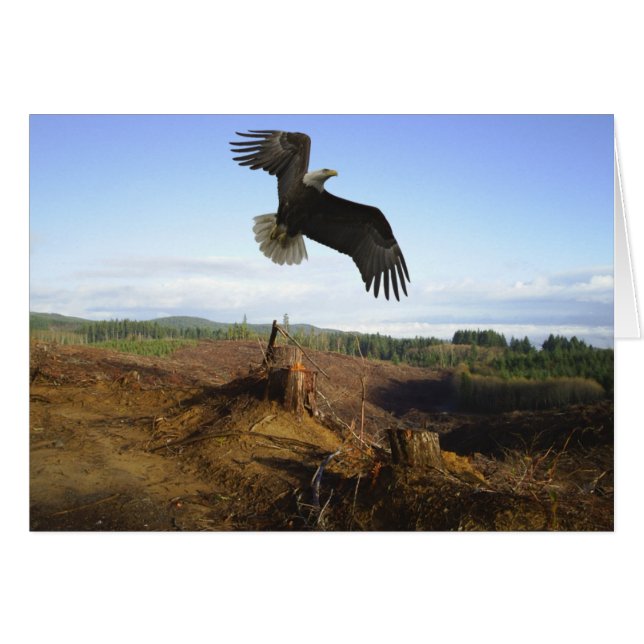 急上昇した最高 (正面横)