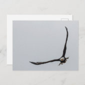 急上昇した白頭鷲の鳥飛行美しい自然 案内ポストカード (正面/裏面)