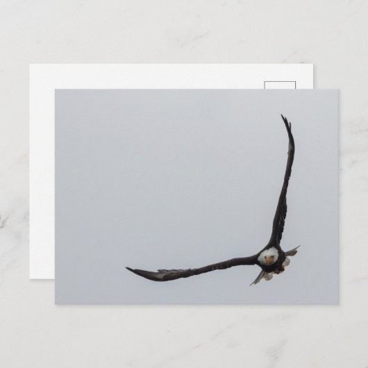 急上昇した白頭鷲の鳥飛行美しい自然 案内ポストカード (正面/裏面)