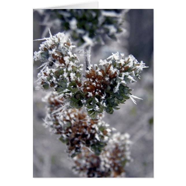 急速冷凍される (正面)