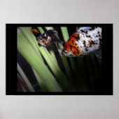 怪しい商売 ポスター (正面)