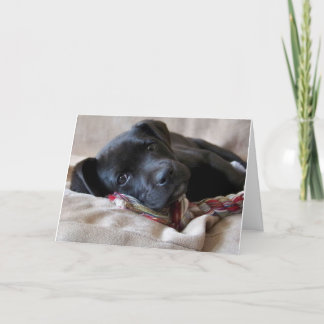 恋しく思お前！ カード