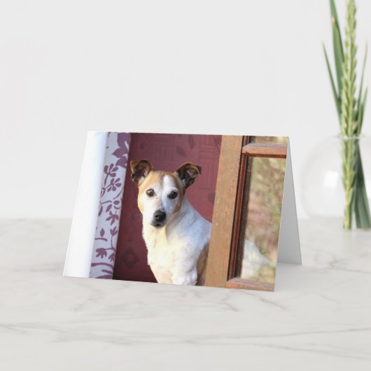恋しく思の犬 カード (正面)