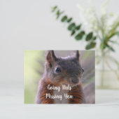 恋しく思のYou Nutty Squirrelポストカード ポストカード (スタンド正面)