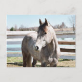 恋しく思ペピー集 ポストカード (正面)