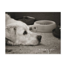 恋しく思君 – はがき