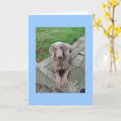 恋しく思君 カード (黄色い花)