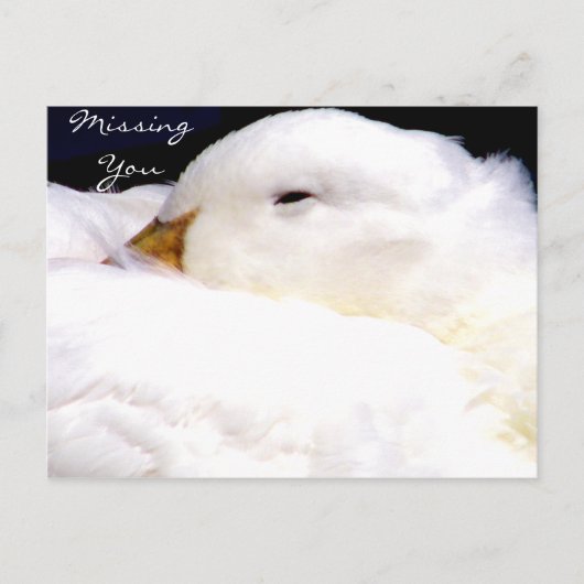 恋しく思君_葉書 ポストカード (正面)