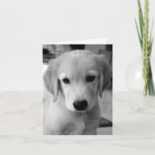 恋しく思子犬の カード (正面)