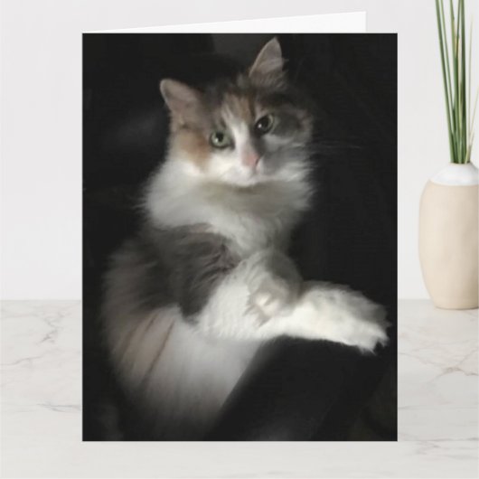 恋しく思子猫 カード (正面)
