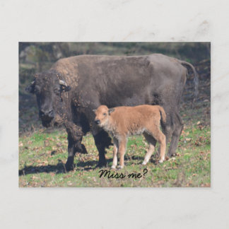 恋しく思葉書 ポストカード