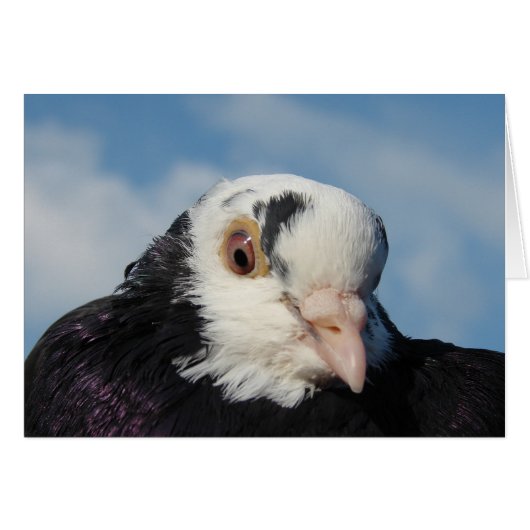 恋しく思鳩 (正面横)