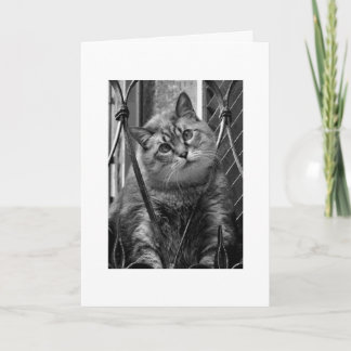 恋しく思 カード