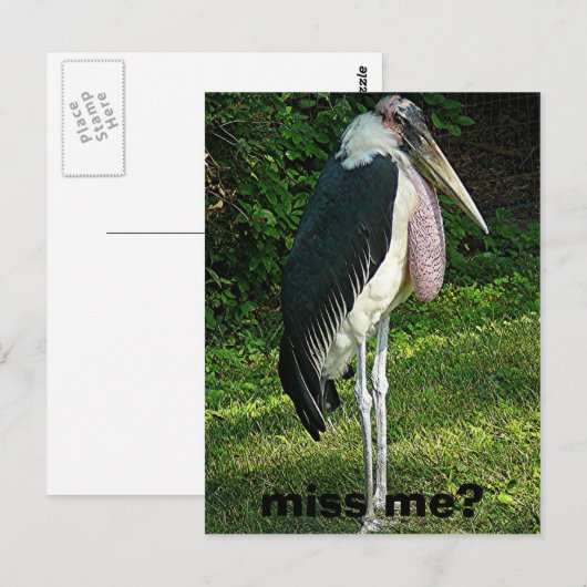 恋しく思? ポストカード (正面/裏面)