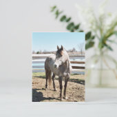 恋しく思Peppy Shu ポストカード (スタンド正面)