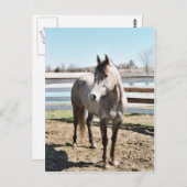 恋しく思Peppy Shu ポストカード (正面/裏面)