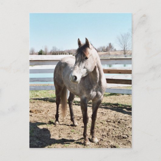 恋しく思Peppy Shu ポストカード (正面)