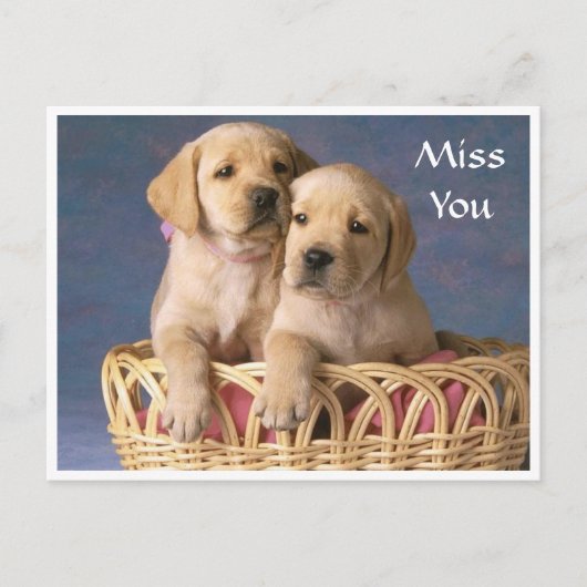 恋しく思YouラブラドールRetriever Puppy Post Card ポストカード (正面)