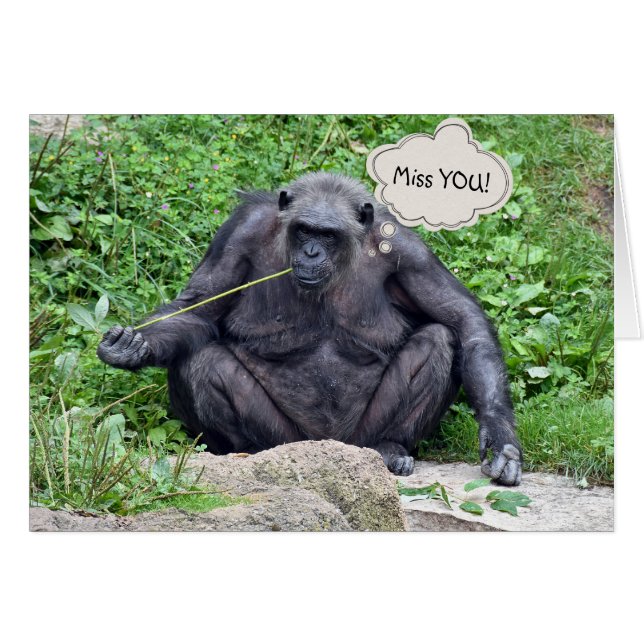 恋しく思You Chimpanzee (正面横)