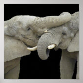 恋に落ちたゾウ ポスター (正面)