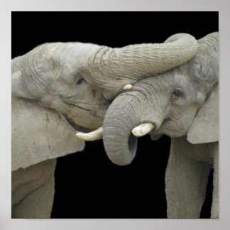 恋に落ちたゾウ ポスター