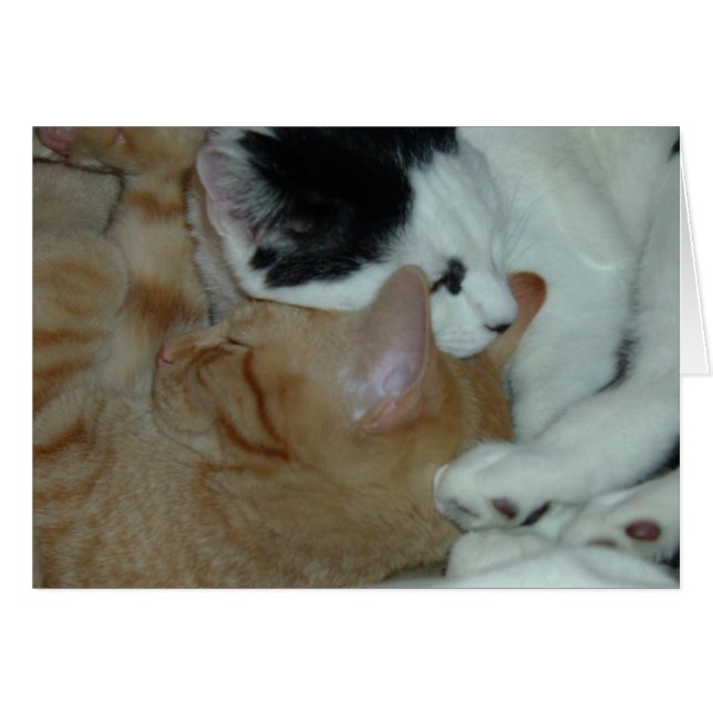 恋に落ちた子猫 (正面横)