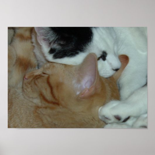 恋に落ちた子猫 ポスター (正面)