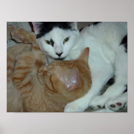 恋に落ちた子猫 ポスター (正面)