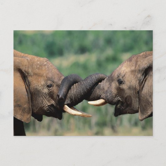 恋に落ちた象 ポストカード (正面)