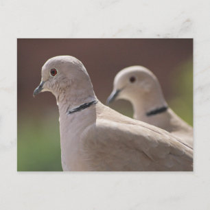 恋に落ちる鳩 ポストカード