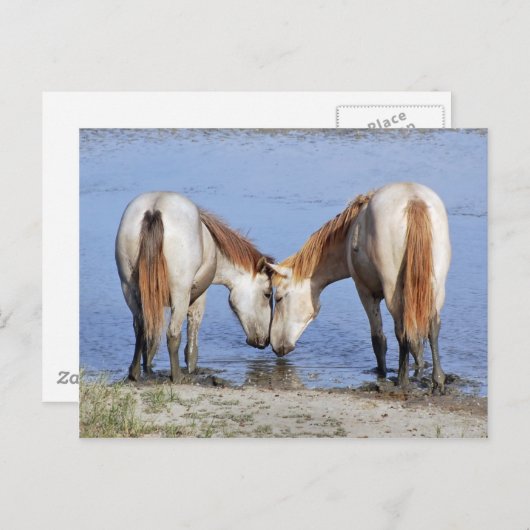 恋のはがき馬 ポストカード (正面/裏面)