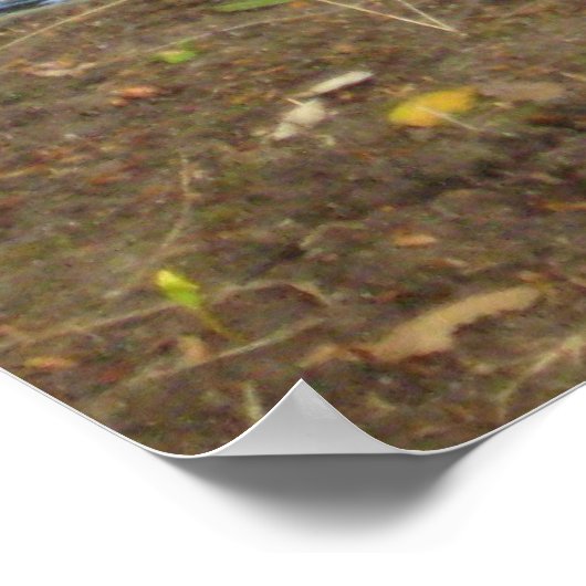 恋のアヒル ポスター (角)