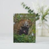 恋のジャガー ポストカード (スタンド正面)