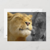 恋のライオン ポストカード (正面/裏面)