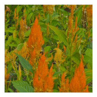 恋の燃えるオンドリの櫛 ポスター