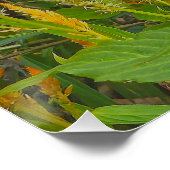 恋の燃えるオンドリの櫛 ポスター (コーナー)