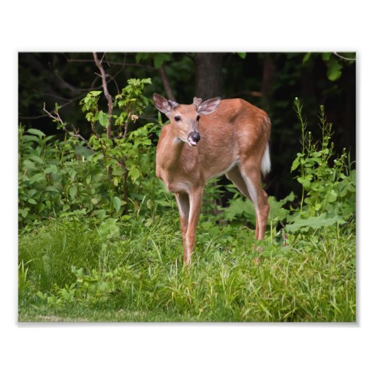 恋の病 フォトプリント            (正面)