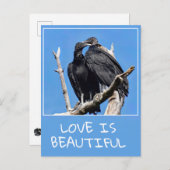 恋はハゲワシの美 ポストカード (正面/裏面)