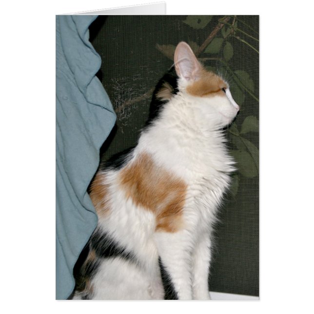 恋は待つ (正面)