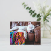 恋ピットブル犬がソファで寝る ポストカード (スタンド正面)