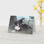 恋人、動物愛好家、猫好き-空白のなカード--の後をつけて下さい カード (黄色い花)